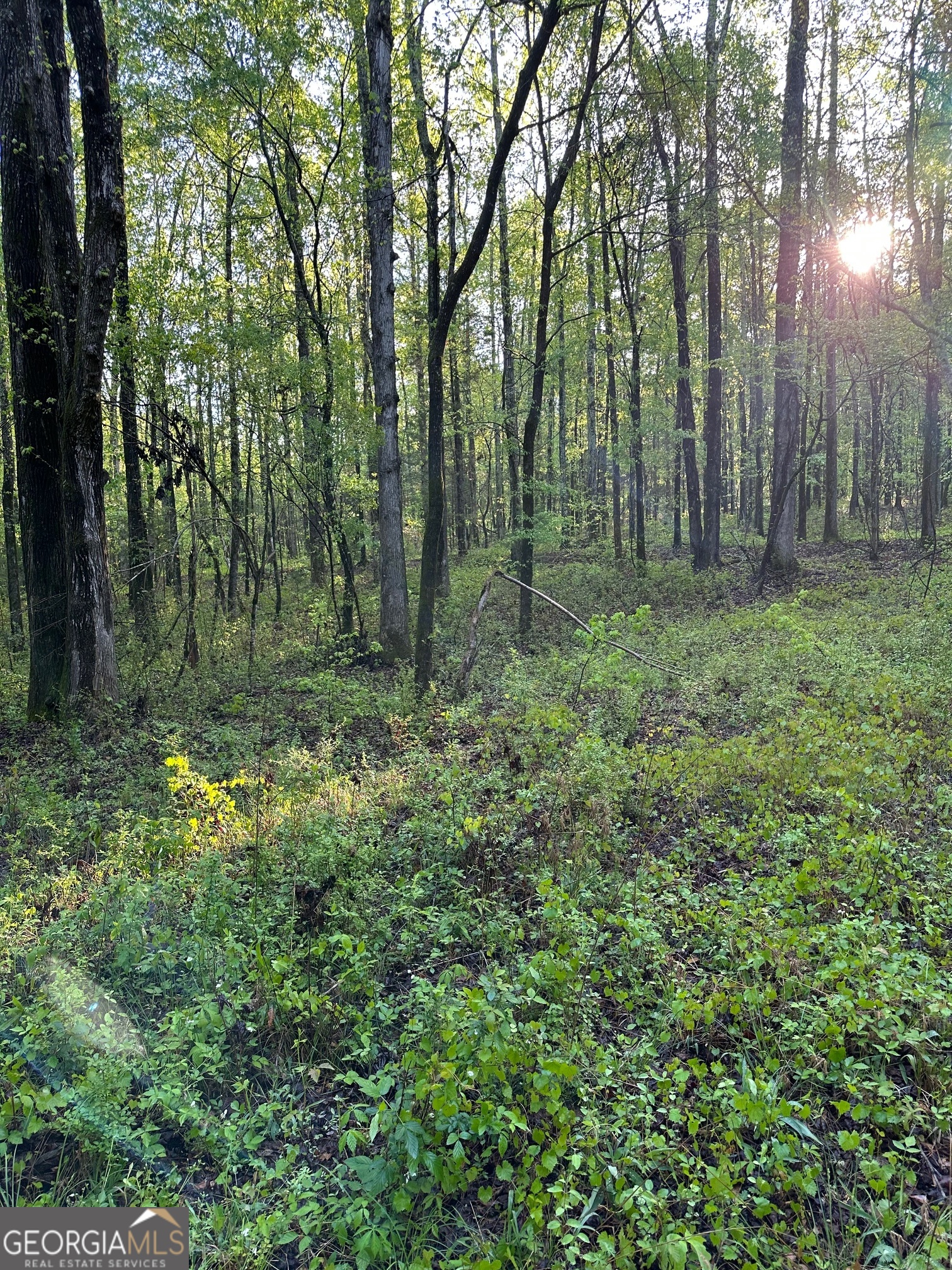 a view of backyard with green space