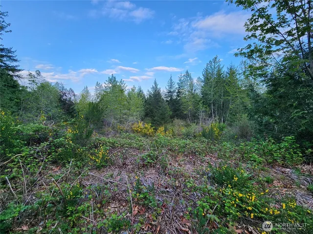 a view of a lush green forest