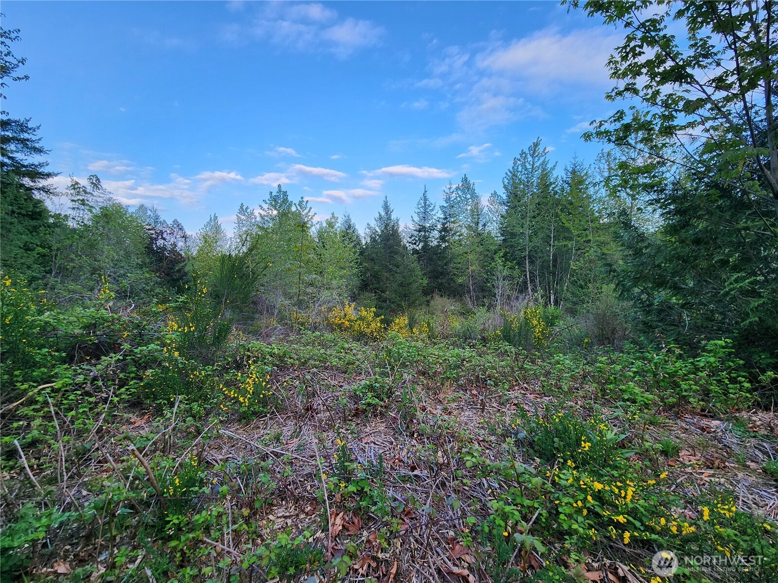 992 Sunrise Road Brinnon, WA 98320 - Photo 2 of 15 a view of a lush green forest