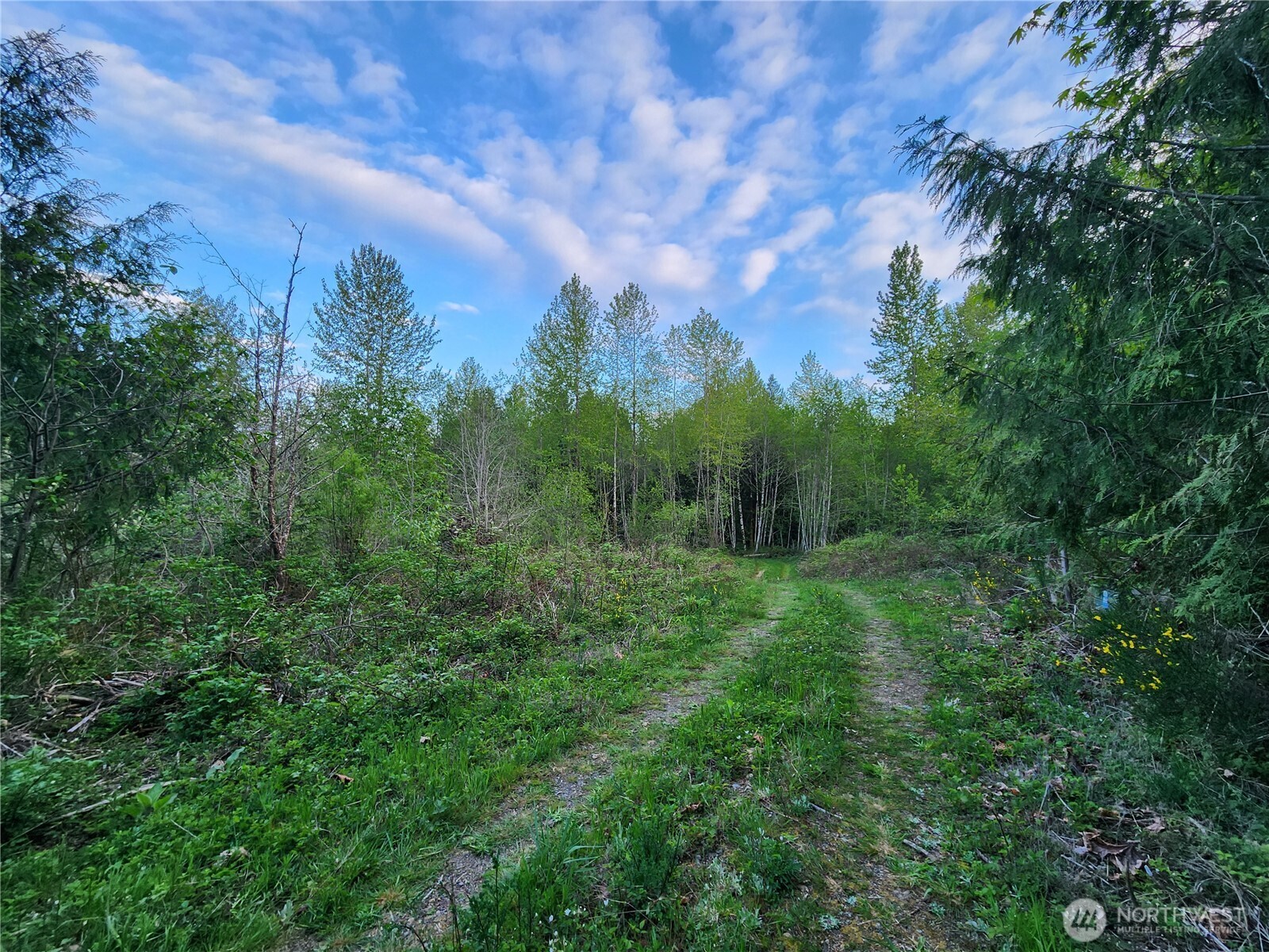 992 Sunrise Road Brinnon, WA 98320 - Photo 3 of 15 a view of a lush green forest