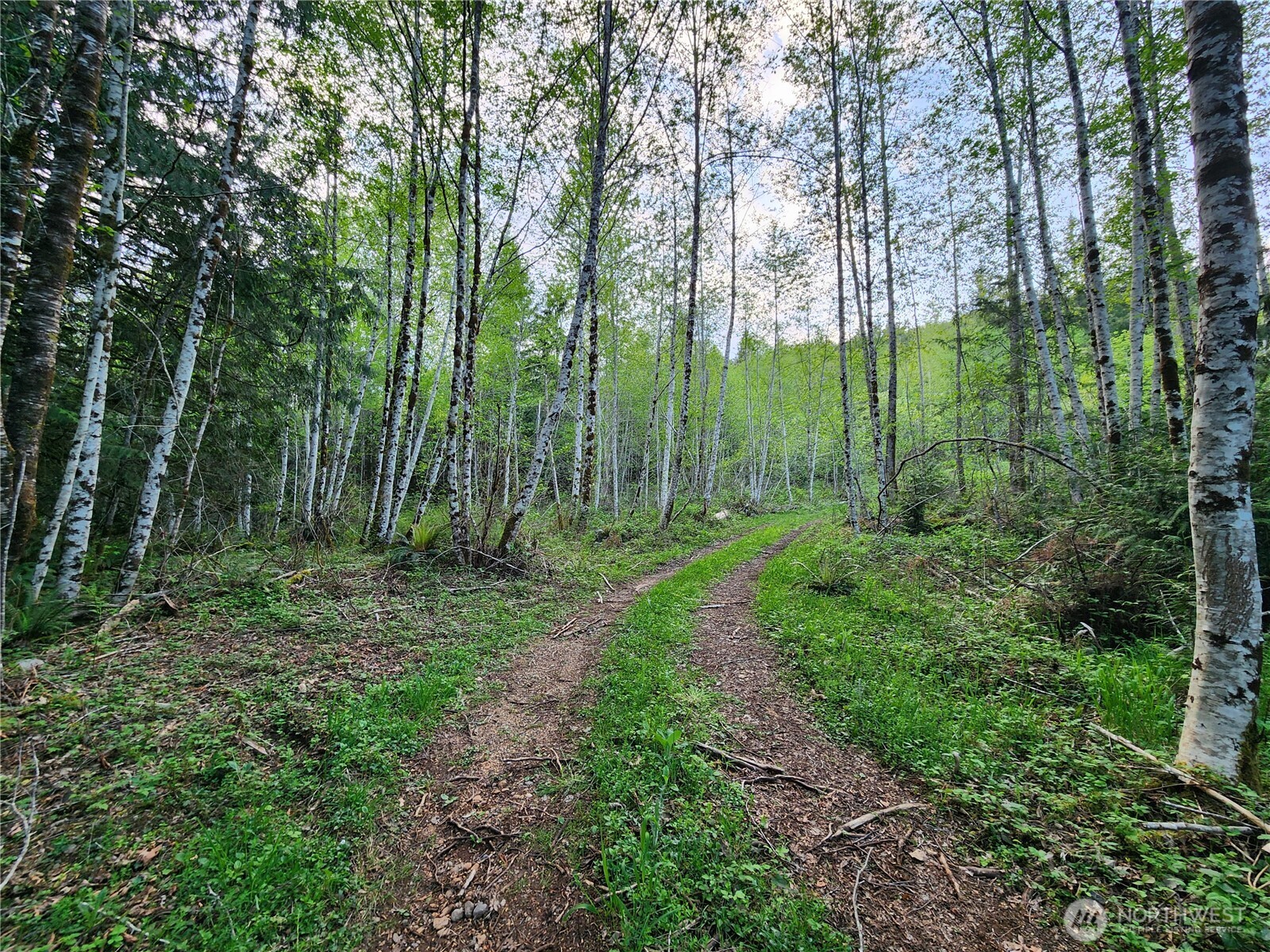 992 Sunrise Road Brinnon, WA 98320 - Photo 4 of 15 a view of a lush green forest