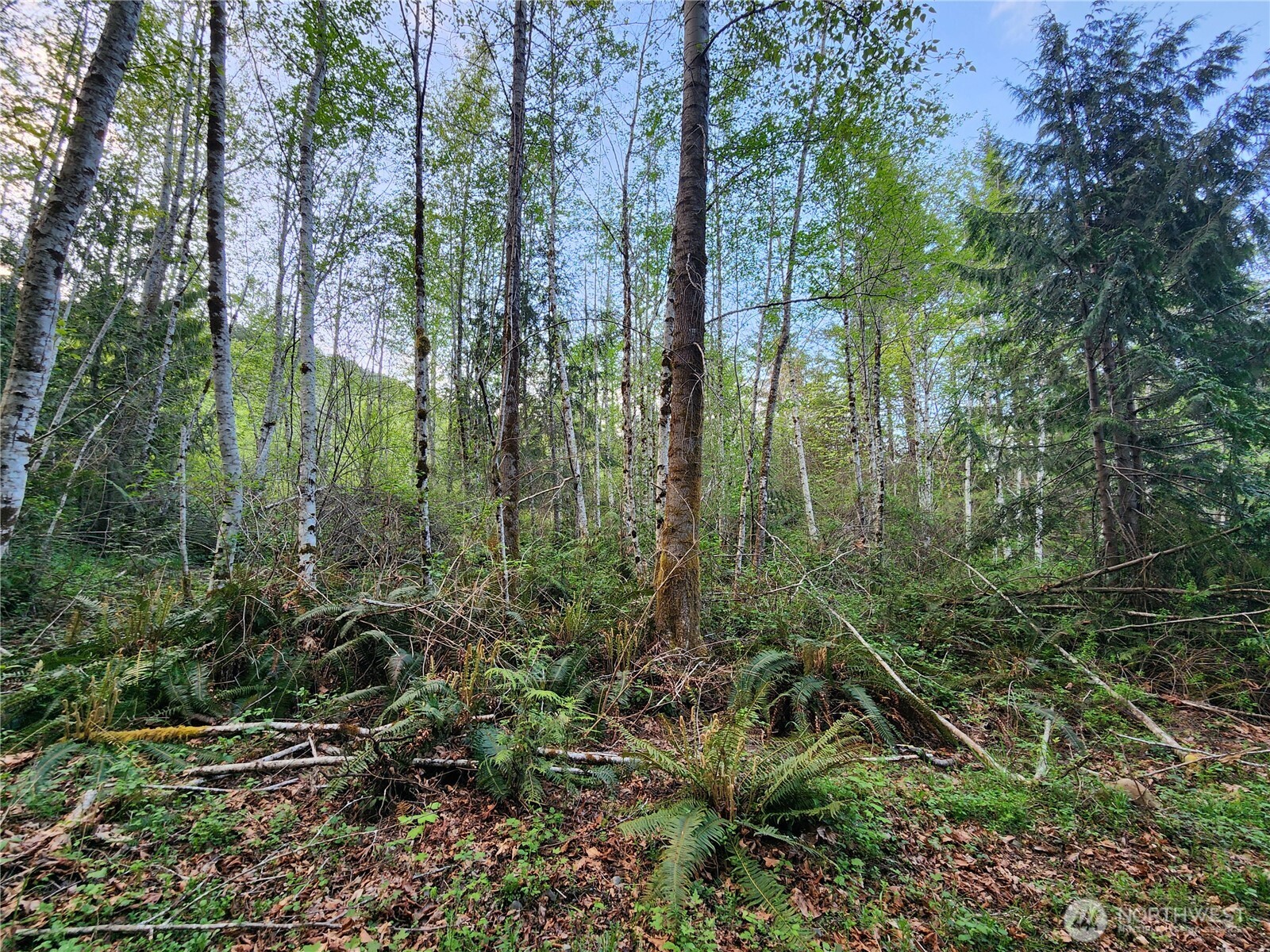 992 Sunrise Road Brinnon, WA 98320 - Photo 5 of 15 a view of a garden