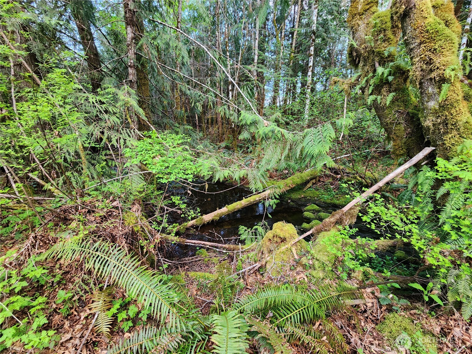 992 Sunrise Road Brinnon, WA 98320 - Photo 7 of 15 a backyard of a house with lots of green space