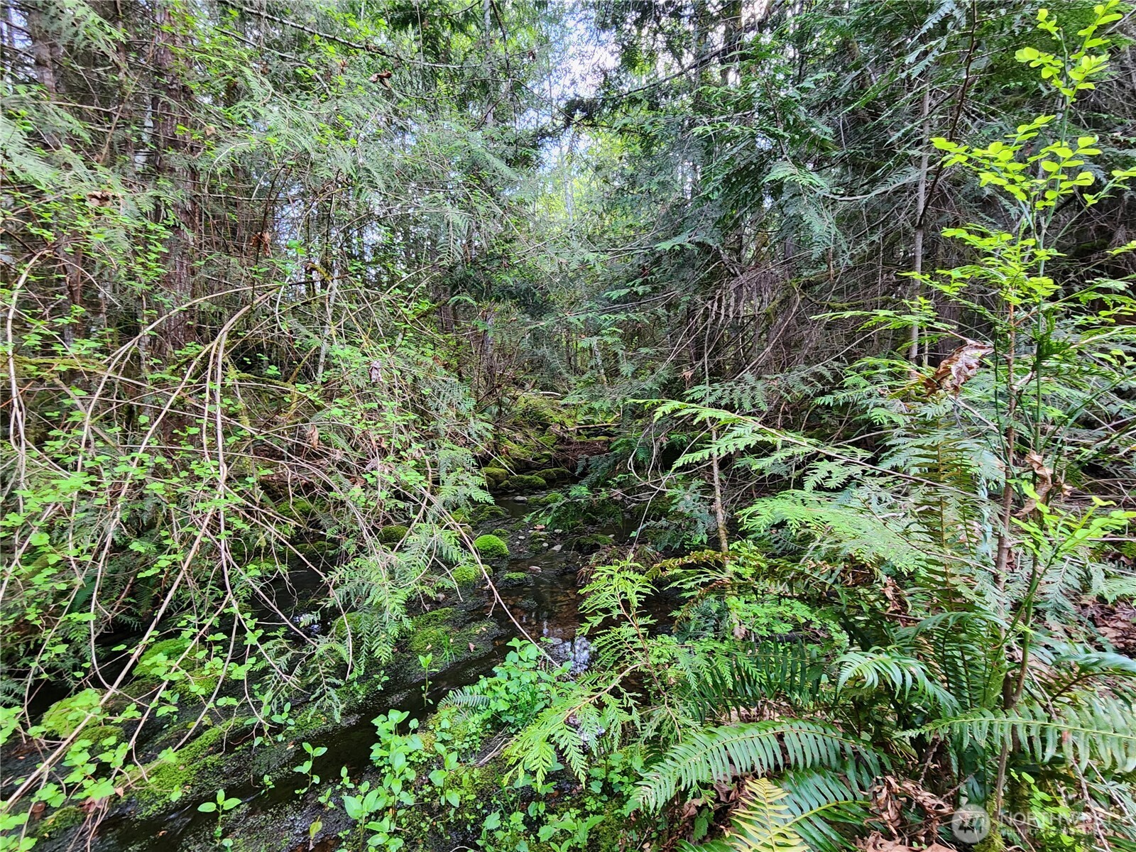 992 Sunrise Road Brinnon, WA 98320 - Photo 8 of 15 view of a lush green forest