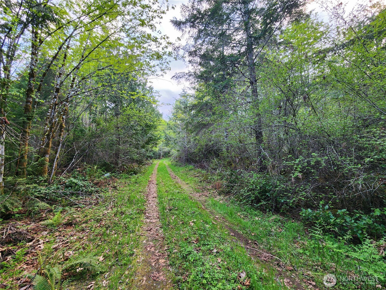 992 Sunrise Road Brinnon, WA 98320 - Photo 9 of 15 a lush green forest with lots of trees