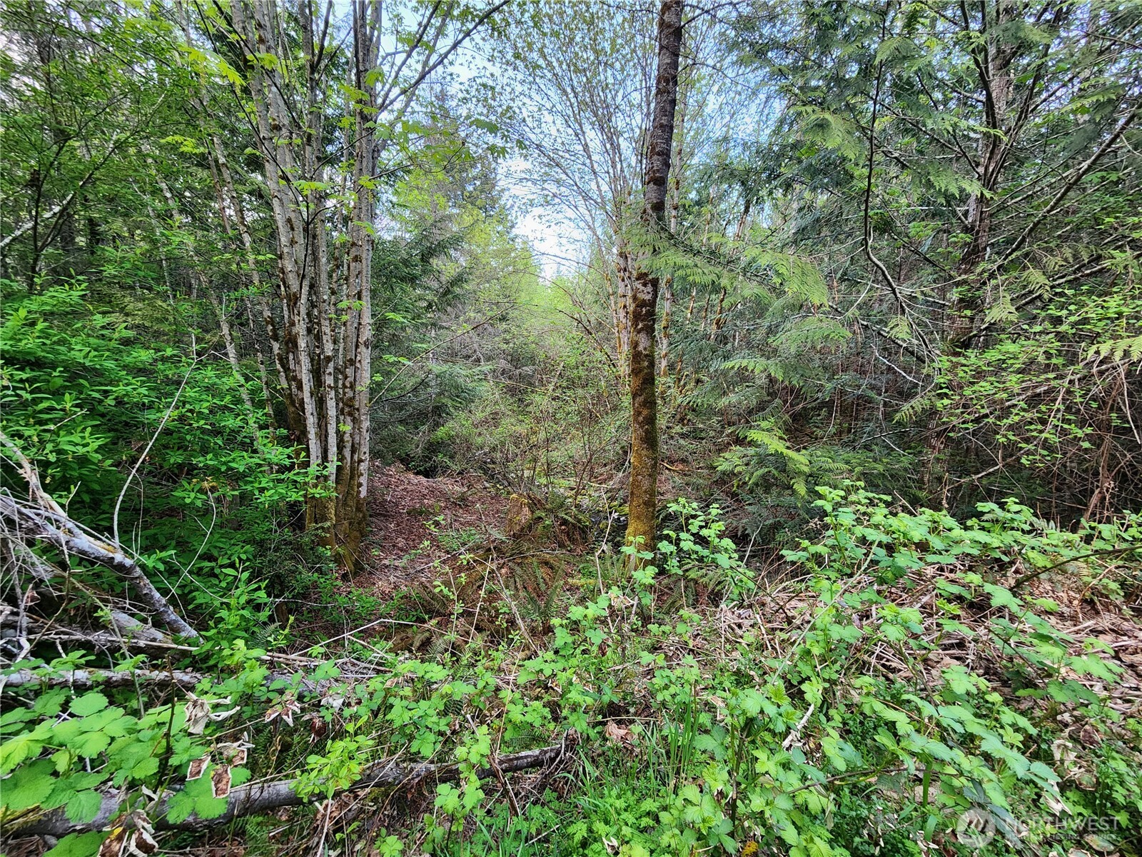 992 Sunrise Road Brinnon, WA 98320 - Photo 10 of 15 a view of a lush green forest