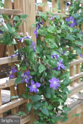 12 Stockton Road Silver Spring, MD 20901 - Photo 27 of 30 Spring in bloom