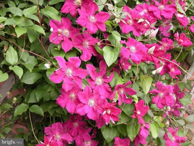12 Stockton Road Silver Spring, MD 20901 - Photo 29 of 30 Pink Clematis