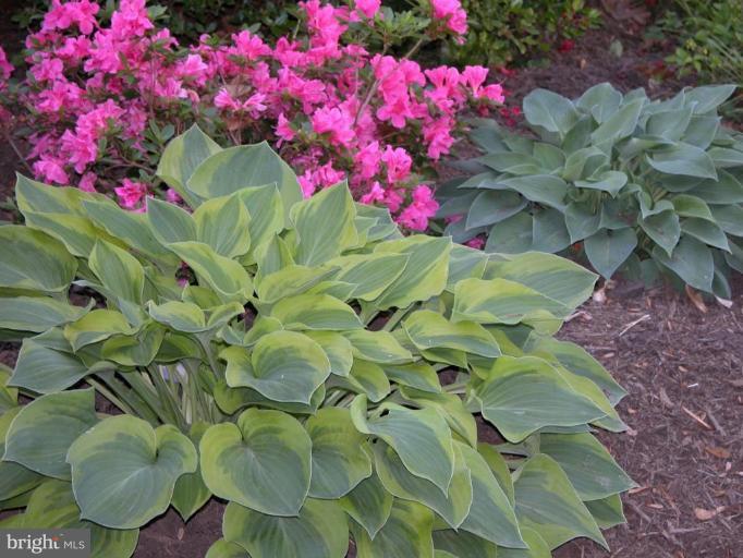 12 Stockton Road Silver Spring, MD 20901 - Photo 30 of 30 Hostas