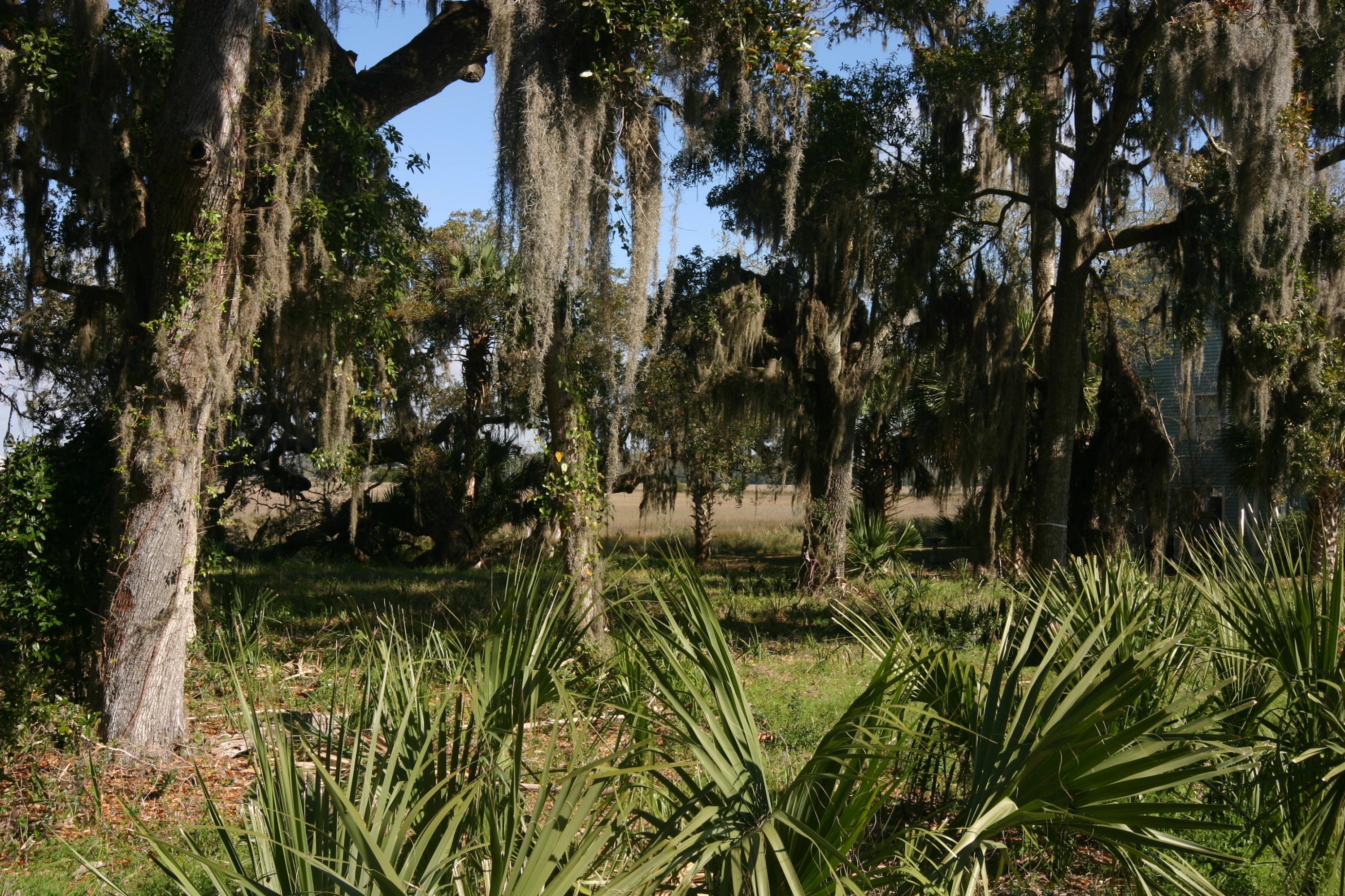 1401 Jungle Road Edisto Beach, SC 29438 - Photo 2 of 10 1401 Jungle Road