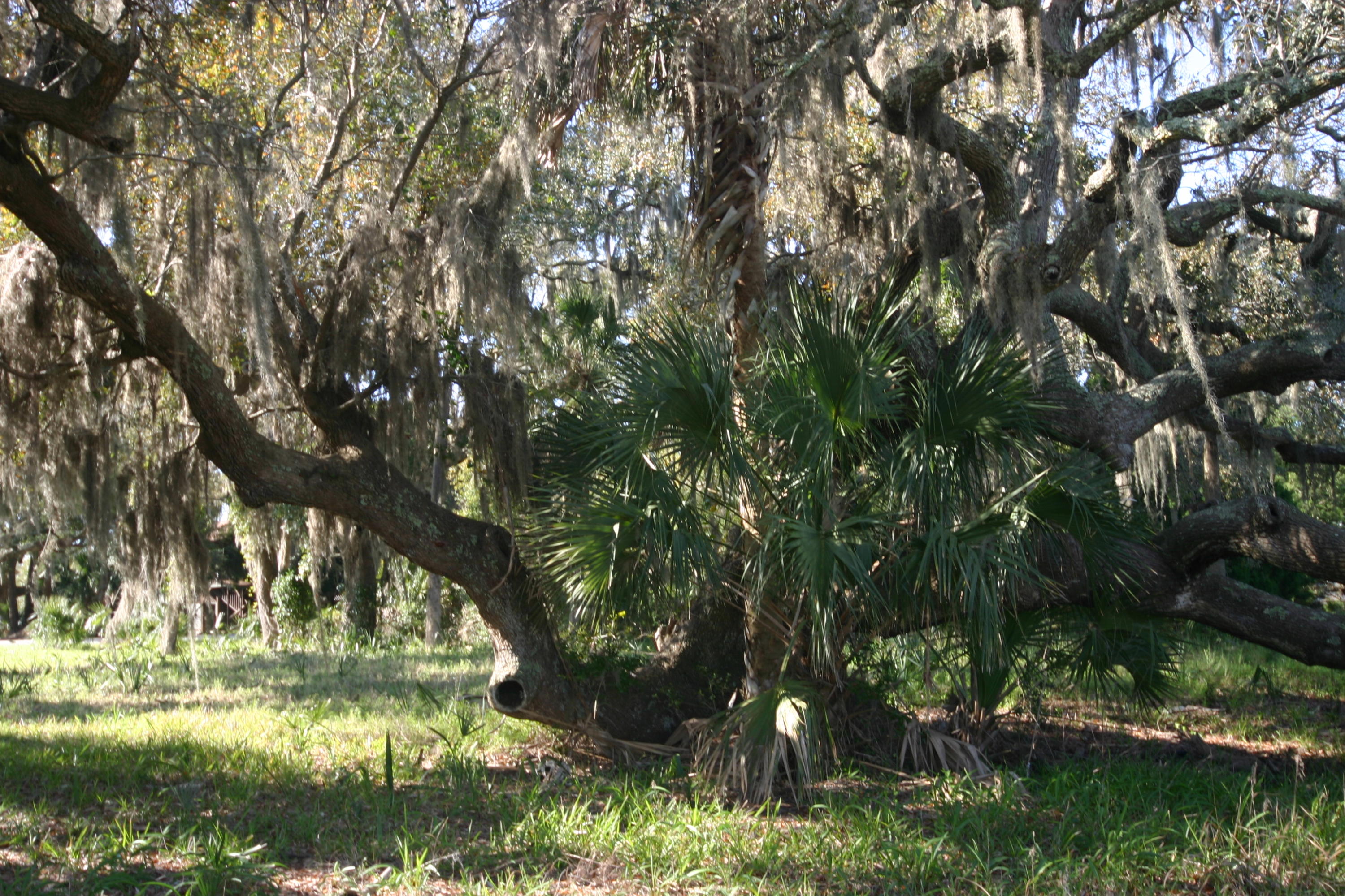 1401 Jungle Road Edisto Beach, SC 29438 - Photo 3 of 10 1401 Jungle Rd