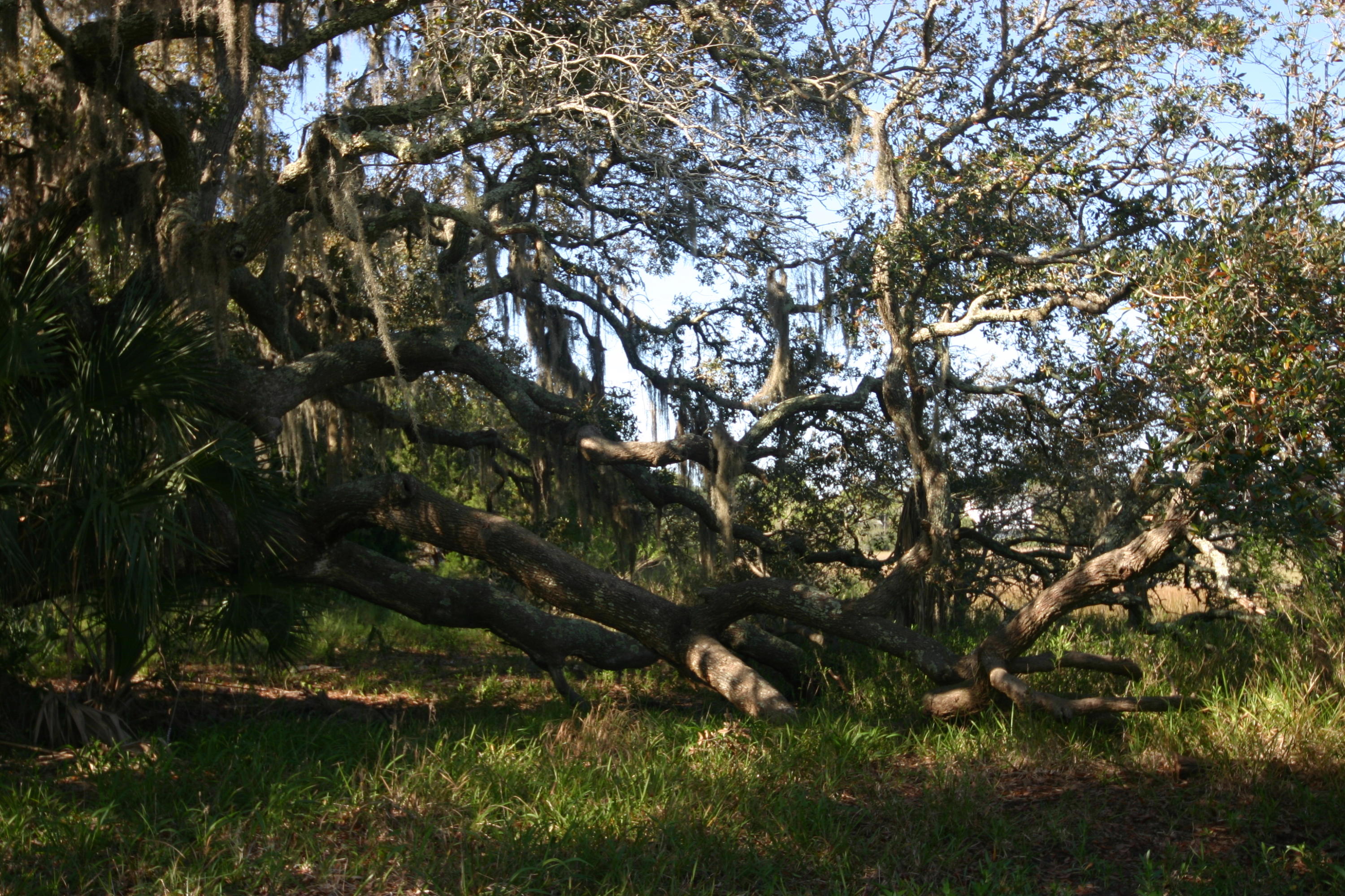 1401 Jungle Road Edisto Beach, SC 29438 - Photo 4 of 10 1401 Jungle Road