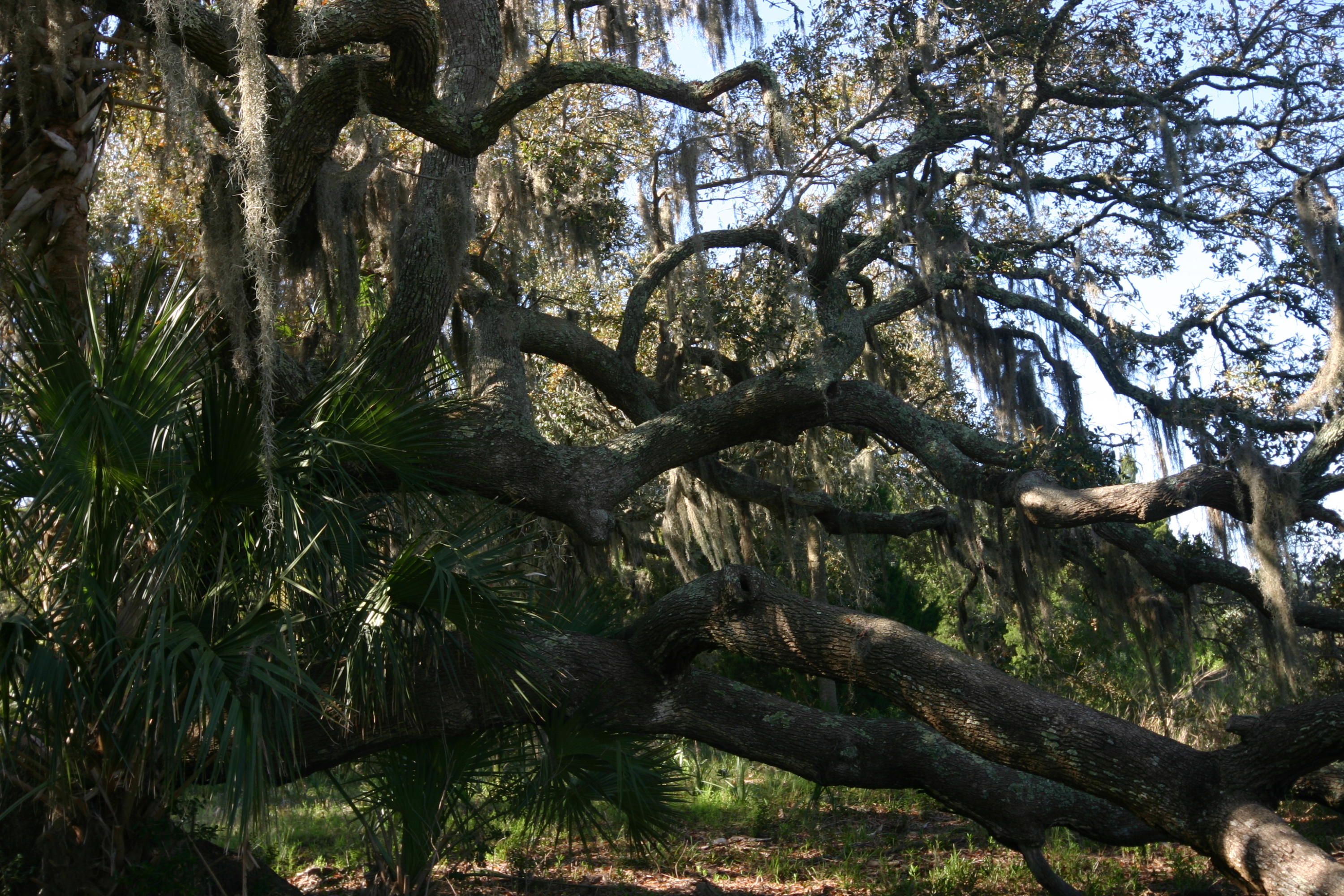 1401 Jungle Road Edisto Beach, SC 29438 - Photo 7 of 10 1401 Jungle Road