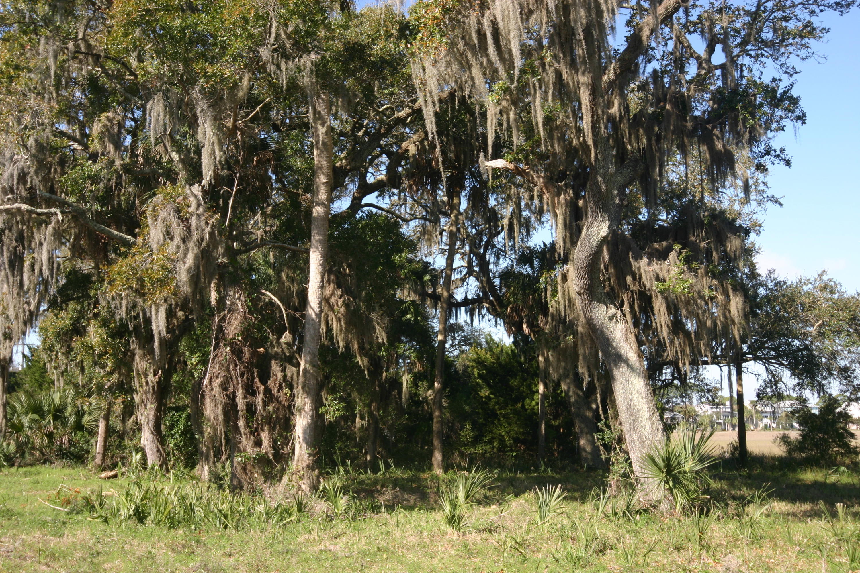 1401 Jungle Road Edisto Beach, SC 29438 - Photo 8 of 10 1401 Jungle Road