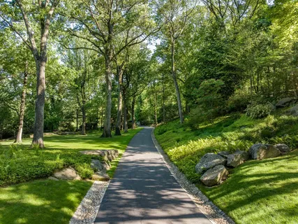 a view of a yard with plants