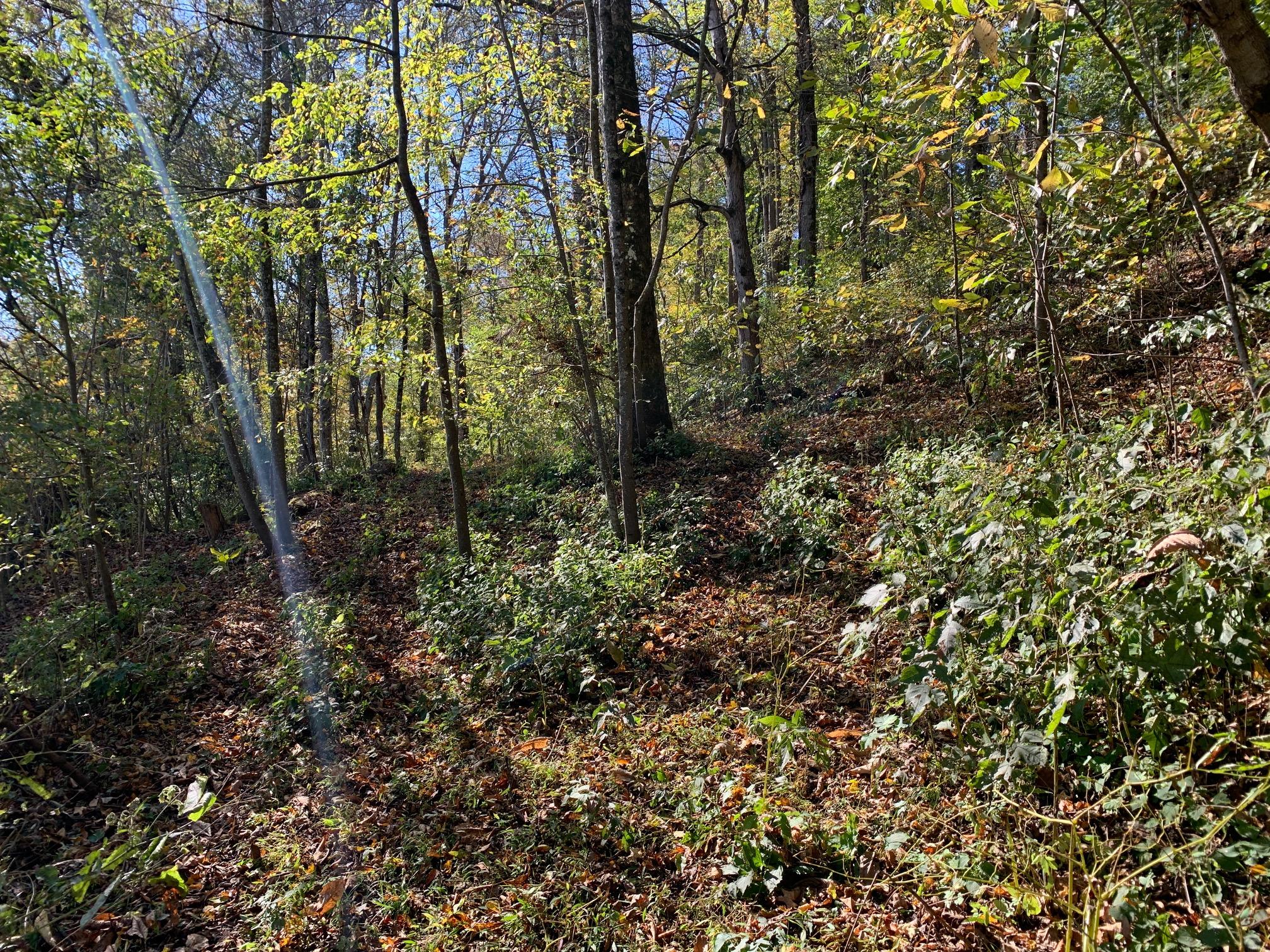 0 Holston Acres Rutledge, TN 37861 - Photo 8 of 8 IMG_2427