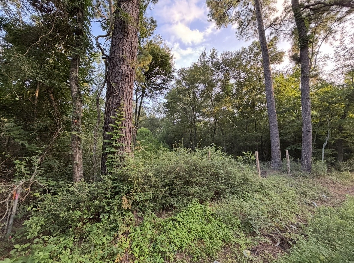 0 Guinn Avenue Houston, TX 77044 - Photo 3 of 8 a view of a forest with trees