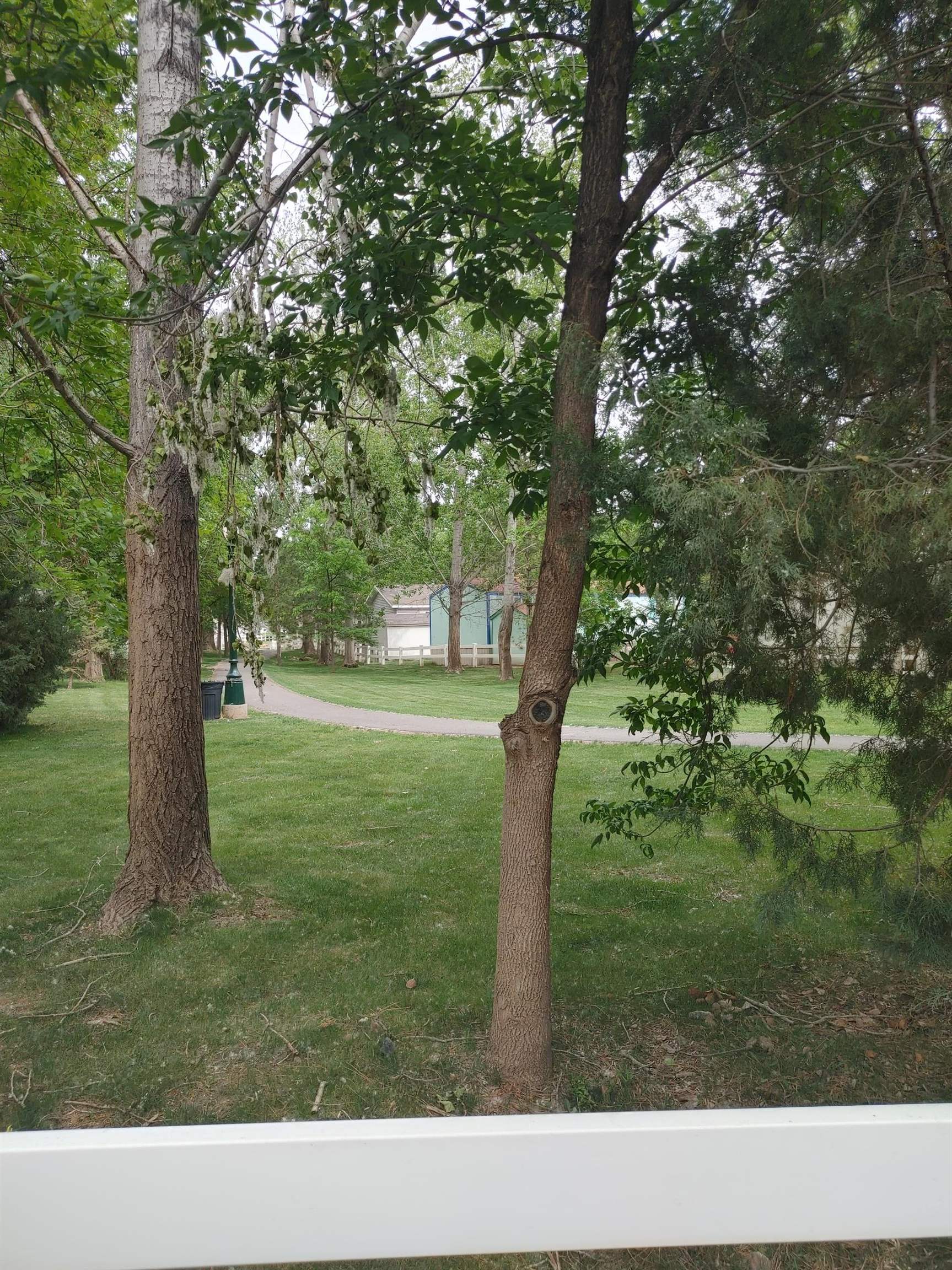 435 32 Road, Unit 252 Clifton, CO 81520 - Photo 23 of 27 a black and white photo of a tree