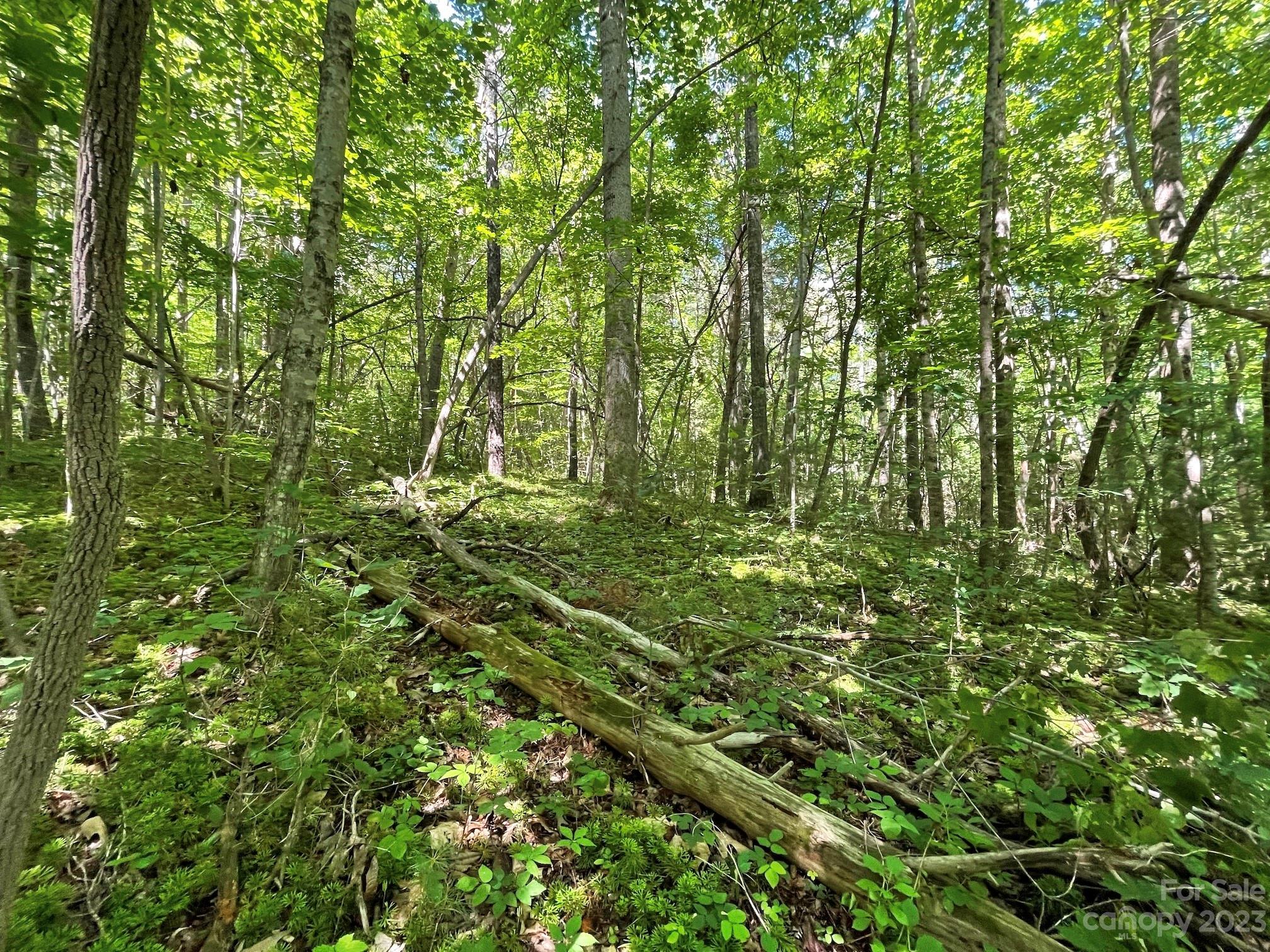 Tbd Harris Road Fairview, NC 28730 - Photo 18 of 24 Gallery Image 18