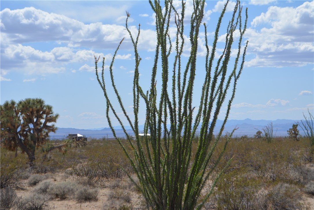 D3 South Duncan Road Yucca, AZ 86438 - Photo 3 of 71 View