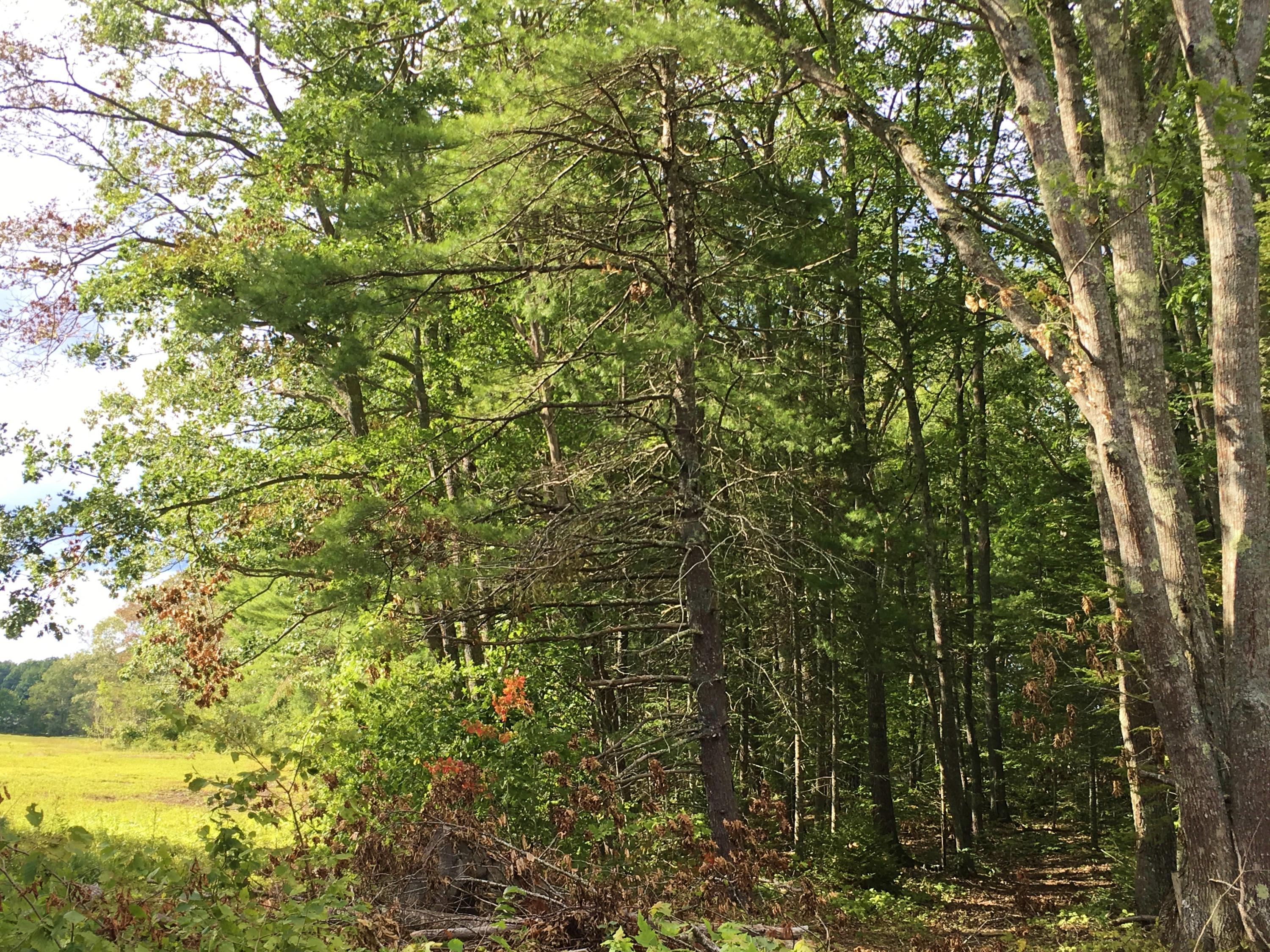 262 Noyes Road Waldoboro, ME 04572 - Photo 19 of 23 Photo Sep 08, 3 30 19 PM