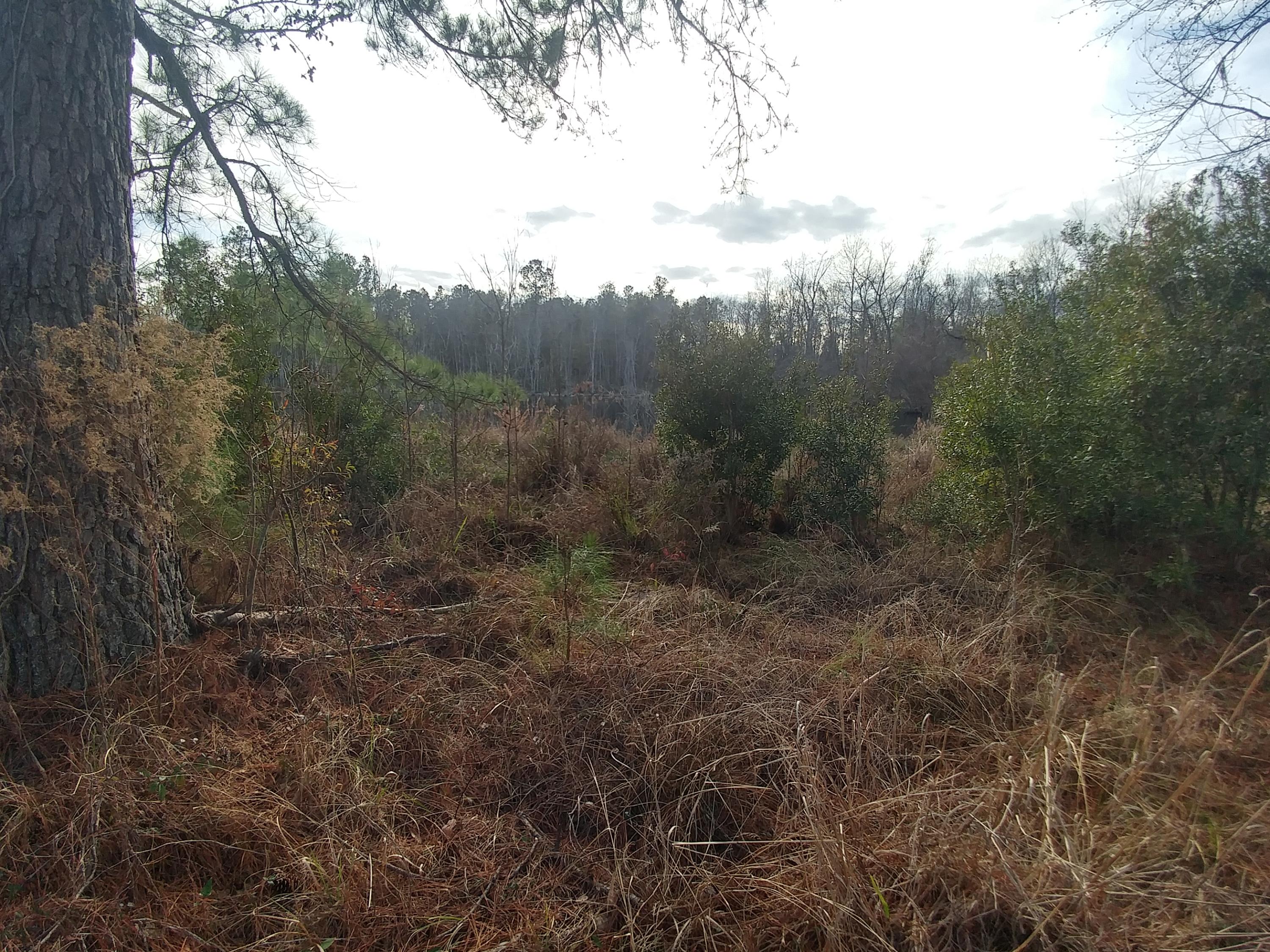 Woods