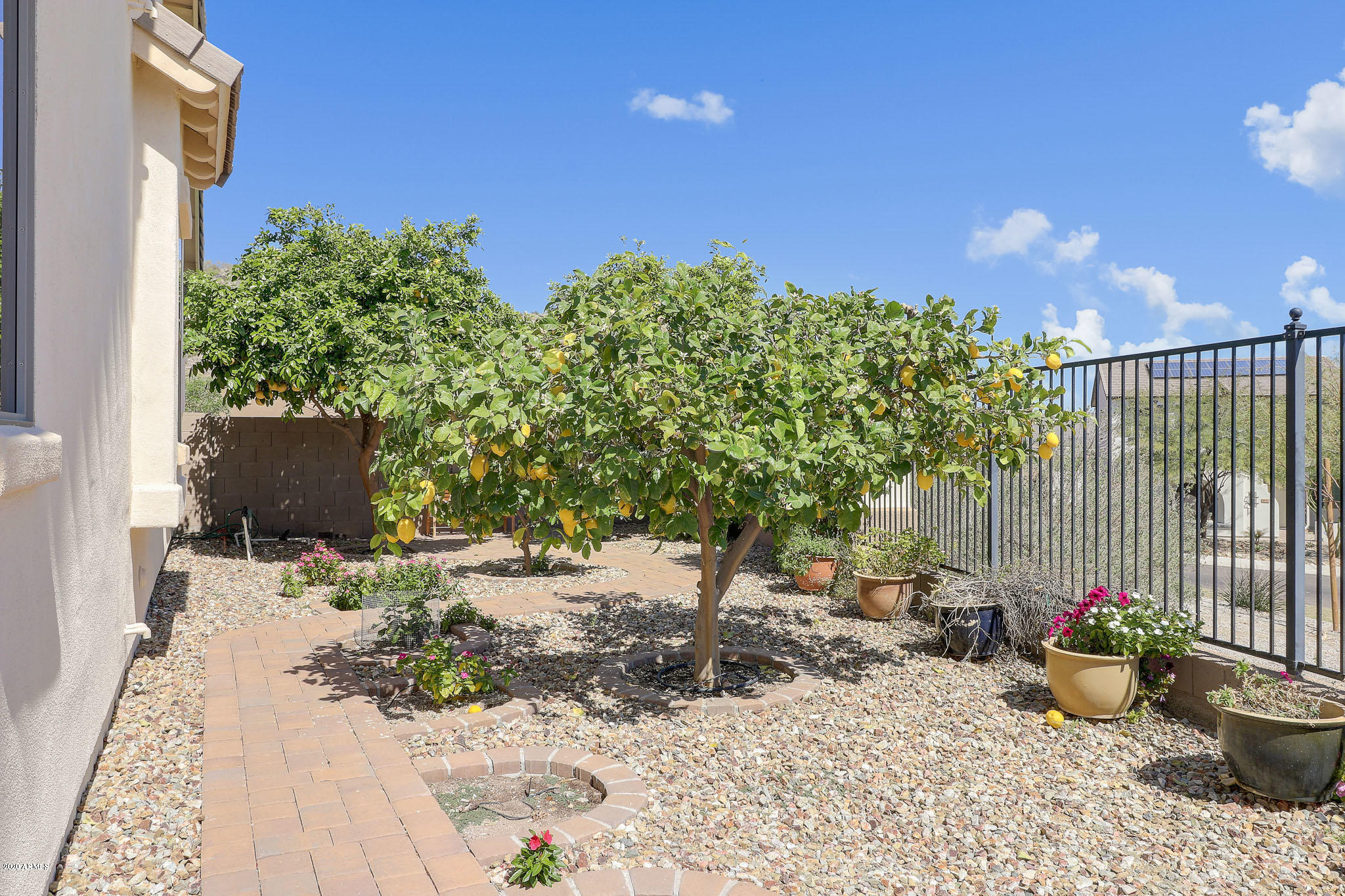 18325 West Desert Trumpet Road Goodyear, AZ 85338 - Photo 44 of 70 Mature Lemon & Grapefruit Trees