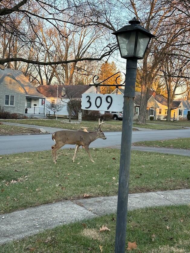 309 East Beaumont Road Columbus, OH 43214 - Photo 30 of 46 Deer Visit Often