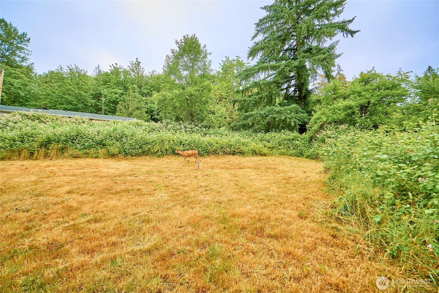 16718 Southeast May Valley Road Renton, WA 98059 - Photo 11 of 12 a view of a yard with a tree