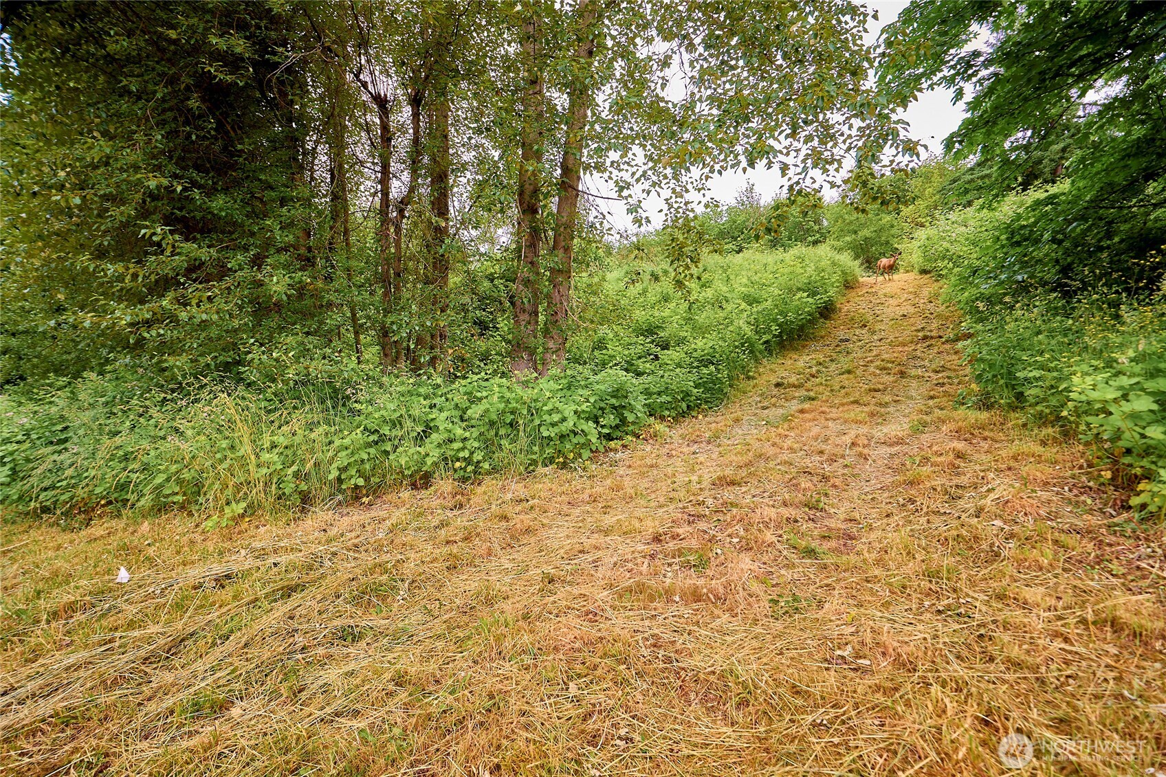 16718 Southeast May Valley Road Renton, WA 98059 - Photo 6 of 12 a view of a pathway both side of yard