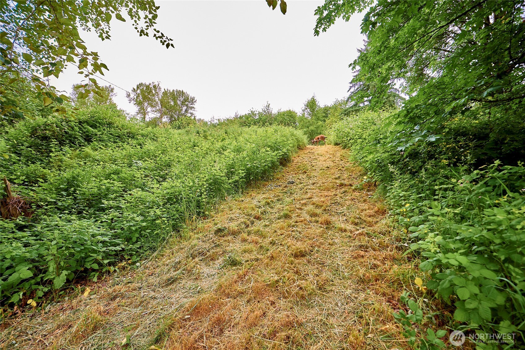 16718 Southeast May Valley Road Renton, WA 98059 - Photo 7 of 12 a view of a large yard with lots of green space