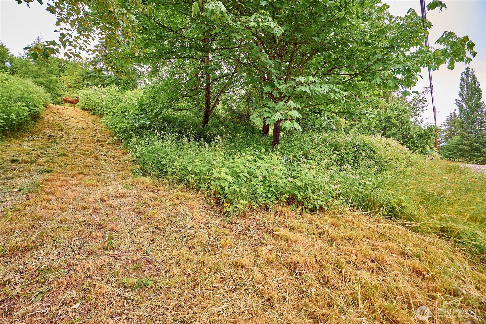 16718 Southeast May Valley Road Renton, WA 98059 - Photo 8 of 12 a view of a yard with plants and large trees