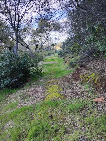 a view of a lush green forest