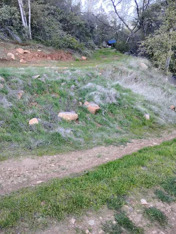 a view of a yard with a tree