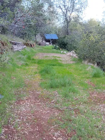 a green field with lots of trees