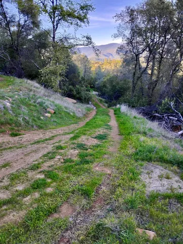 a view of street with lush green forest