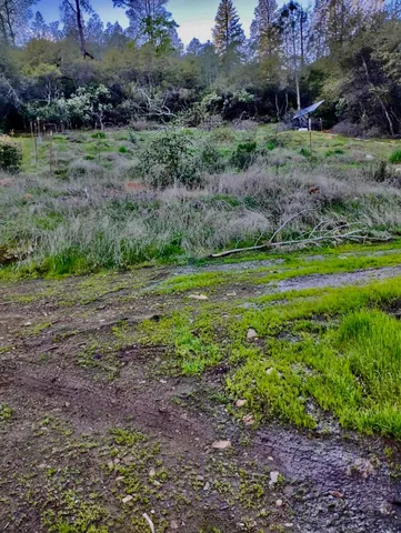 a view of a grassy field with trees