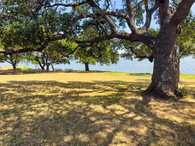 a view of a large trees with large trees