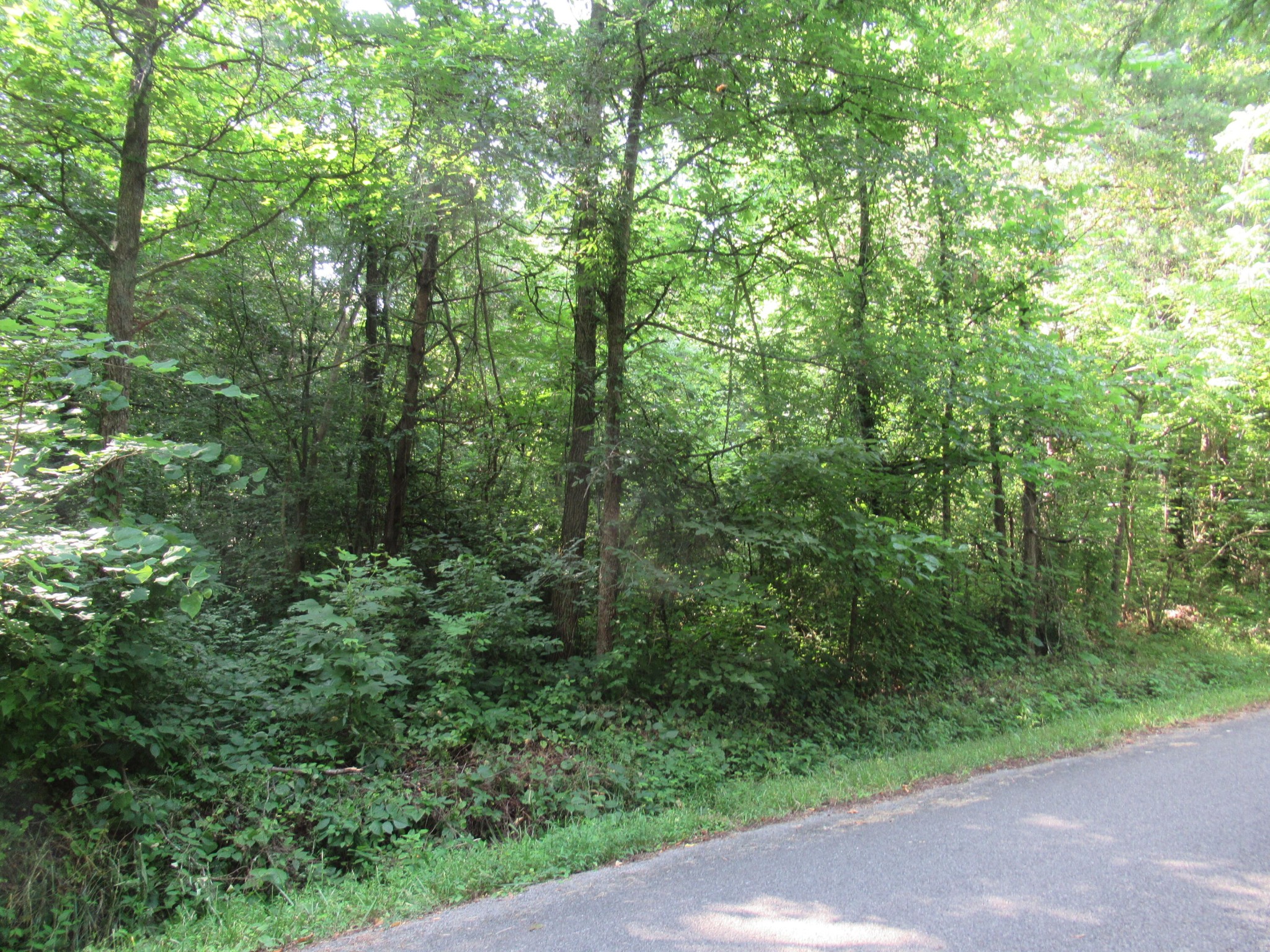 4 Rocky Flats Road Cosby, TN 37722 - Photo 14 of 18 a view of a forest with trees in the background