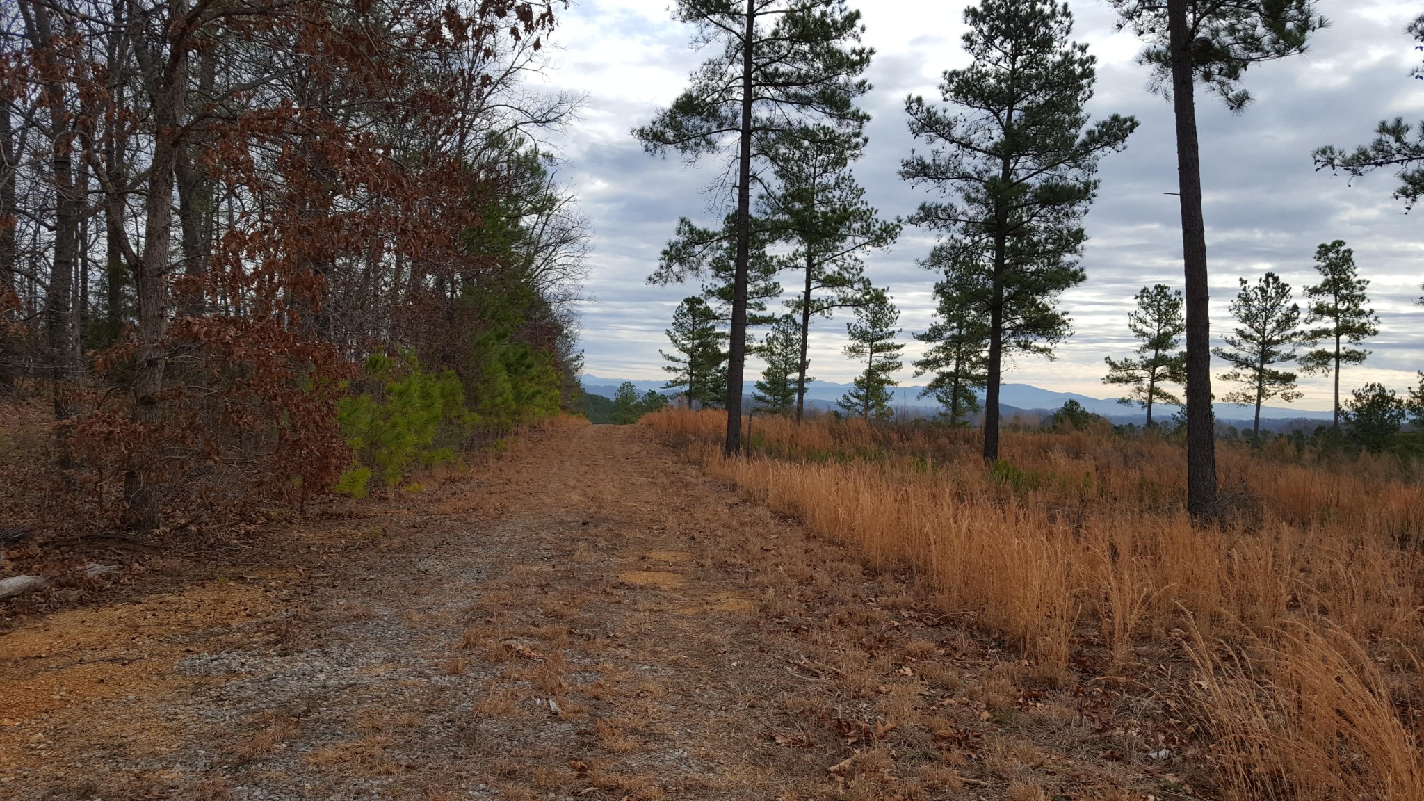 16 Ward Road Loudon, TN 37774 - Photo 3 of 17 a view of lake with trees
