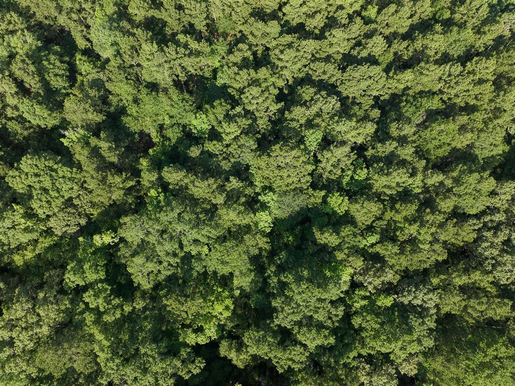 0 Golf Course Road Lufkin, TX 75901 - Photo 11 of 31 a view of a lush green forest