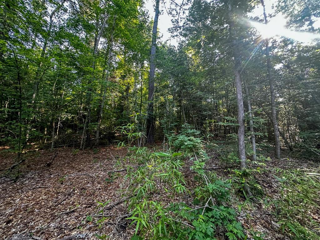 0 Golf Course Road Lufkin, TX 75901 - Photo 17 of 31 a view of forest