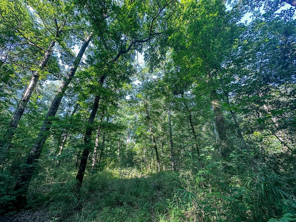 0 Golf Course Road Lufkin, TX 75901 - Photo 18 of 31 a view of a lush green forest