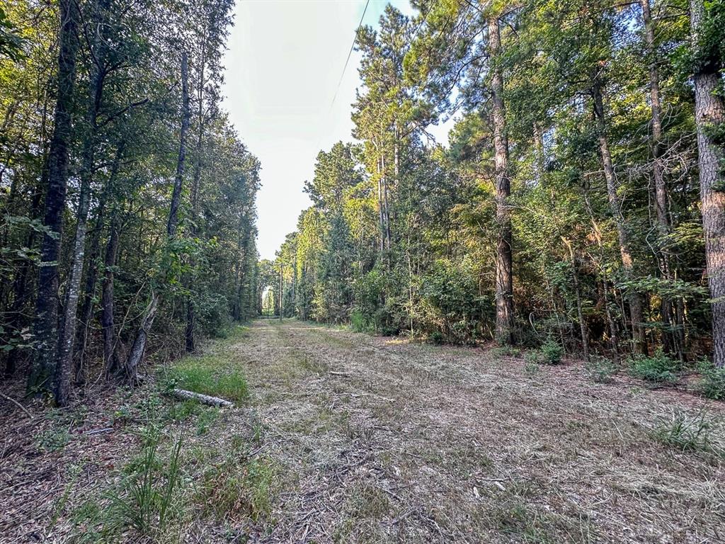 0 Golf Course Road Lufkin, TX 75901 - Photo 21 of 31 a view of a forest with trees in the background