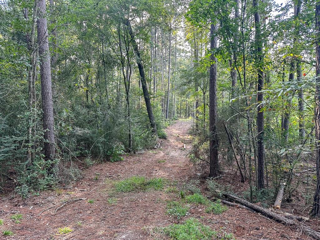 0 Golf Course Road Lufkin, TX 75901 - Photo 23 of 31 a view of a forest that has large trees