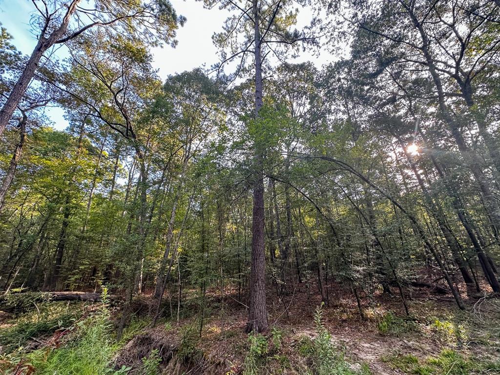 0 Golf Course Road Lufkin, TX 75901 - Photo 24 of 31 a view of a forest with trees in front of it
