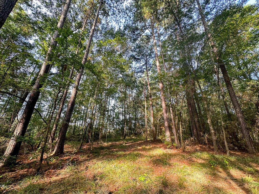 0 Golf Course Road Lufkin, TX 75901 - Photo 26 of 31 a view of a yard with trees in the background
