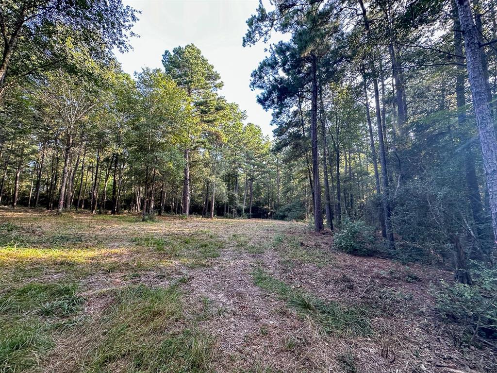 0 Golf Course Road Lufkin, TX 75901 - Photo 27 of 31 a view of a forest with trees in the background