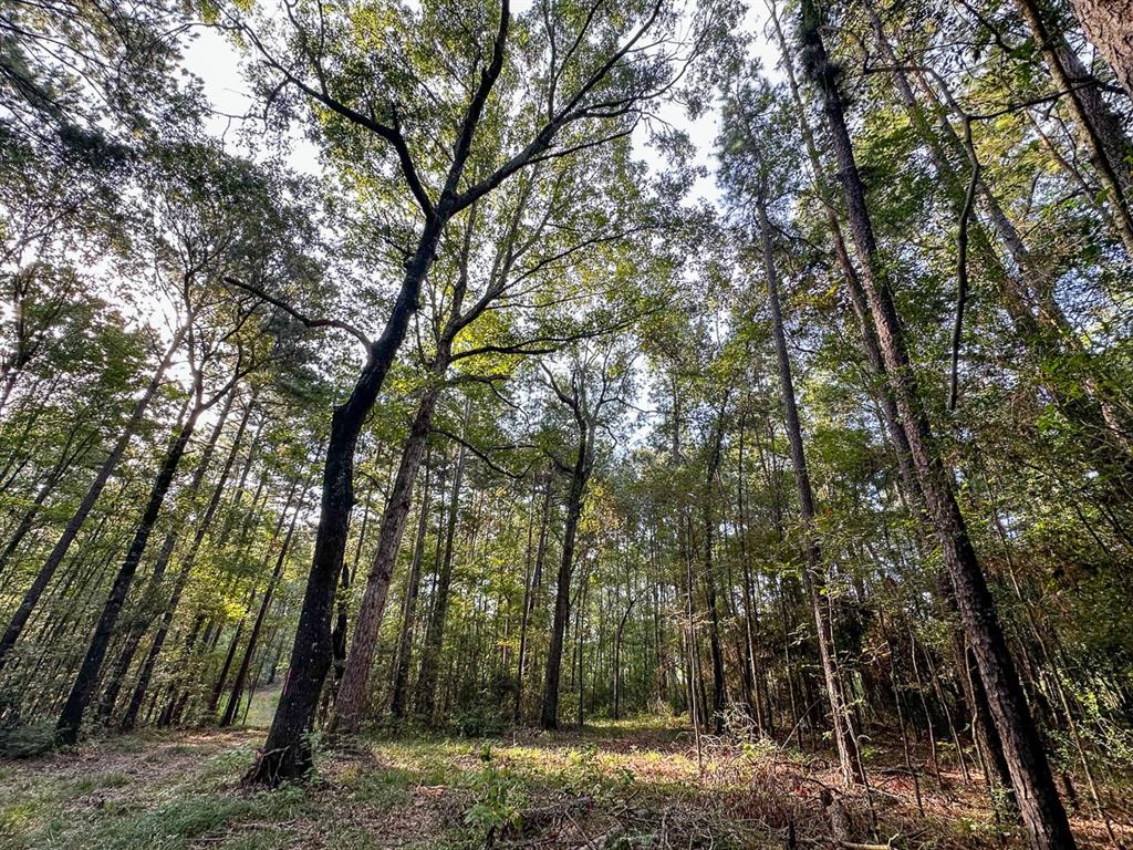 0 Golf Course Road Lufkin, TX 75901 - Photo 30 of 31 a view of a forest filled with trees