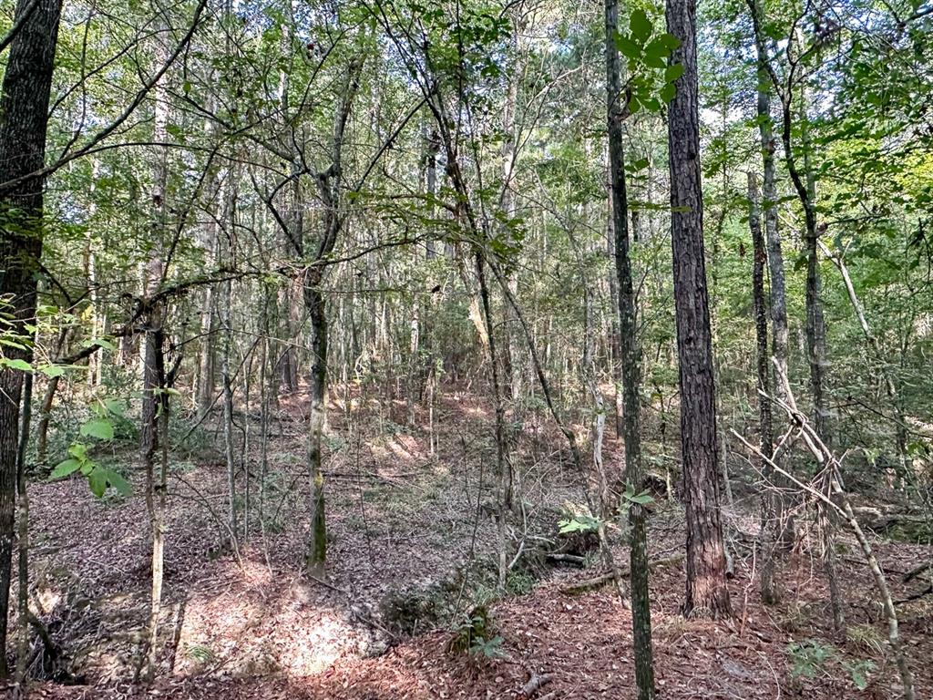 0 Golf Course Road Lufkin, TX 75901 - Photo 31 of 31 a view of forest